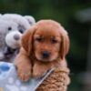 Image of April, a Golden Retriever puppy