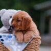 Image of April, a Golden Retriever puppy