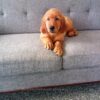 Image of Finn (in training), a Golden Retriever puppy