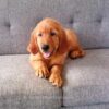 Image of Finn (in training), a Golden Retriever puppy