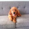 Image of Finn (in training), a Golden Retriever puppy