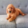 Image of Finn (in training), a Golden Retriever puppy