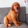 Image of Finn (in training), a Golden Retriever puppy
