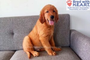 Image of Finn, a Golden Retriever puppy