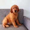 Image of Finn (in training), a Golden Retriever puppy