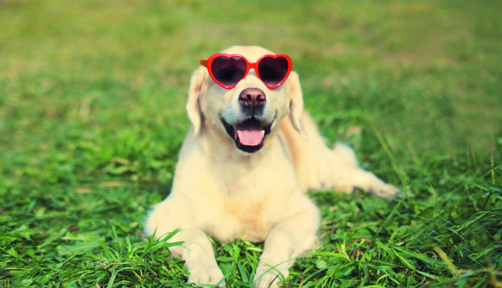 friendliest dog breeds you will love
