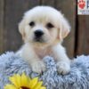 Image of Nikki, a Golden Retriever puppy