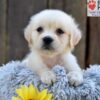 Image of Nikki, a Golden Retriever puppy