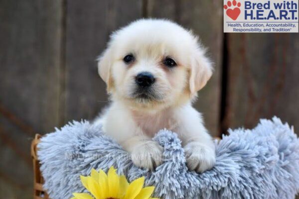 Image of Nikki, a Golden Retriever puppy