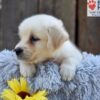 Image of Nikki, a Golden Retriever puppy