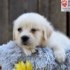 Image of Nikki, a Golden Retriever puppy