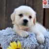 Image of Nikki, a Golden Retriever puppy