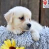 Image of Nikki, a Golden Retriever puppy