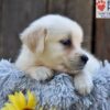 Image of Nikki, a Golden Retriever puppy