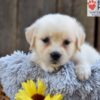 Image of Nikki, a Golden Retriever puppy