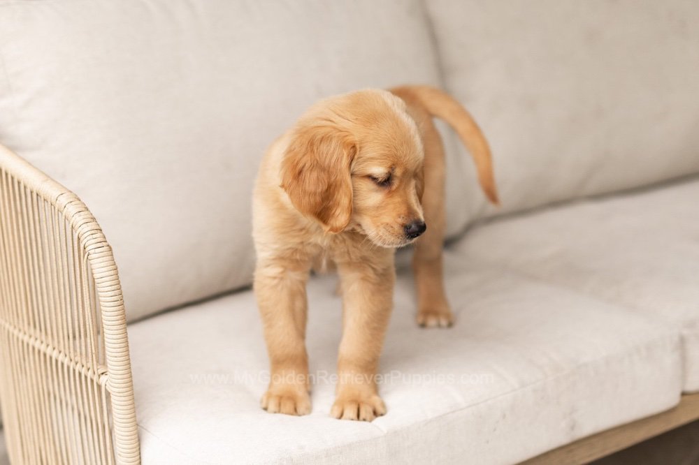 Oakley Image of Oakley, a Golden Retriever puppy