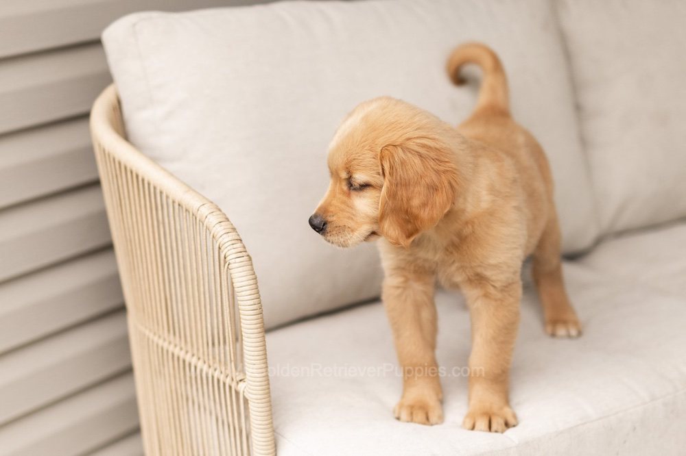 Oakley Image of Oakley, a Golden Retriever puppy