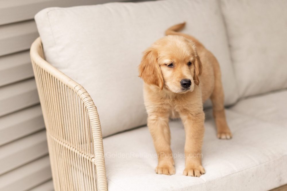 Oakley Image of Oakley, a Golden Retriever puppy