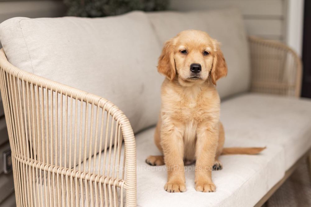 Oakley Image of Oakley, a Golden Retriever puppy