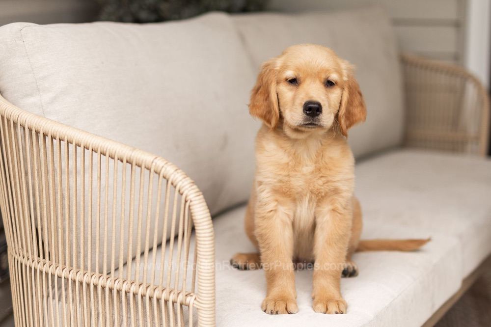 Oakley Image of Oakley, a Golden Retriever puppy
