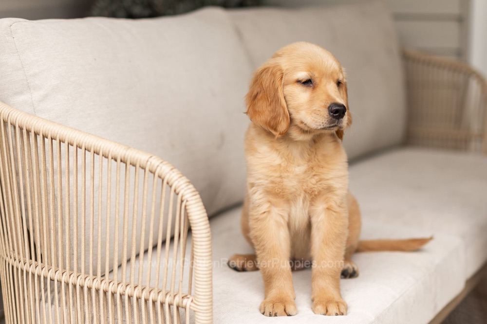 Oakley Image of Oakley, a Golden Retriever puppy