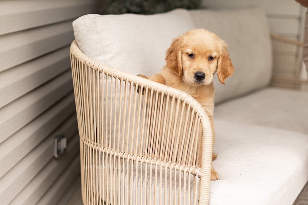 Oakley Image of Oakley, a Golden Retriever puppy