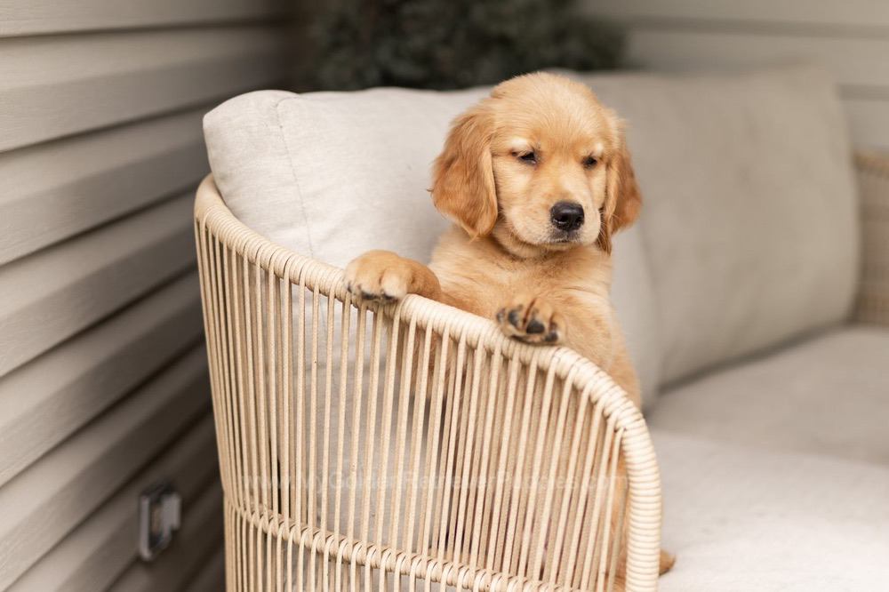 Oakley Image of Oakley, a Golden Retriever puppy