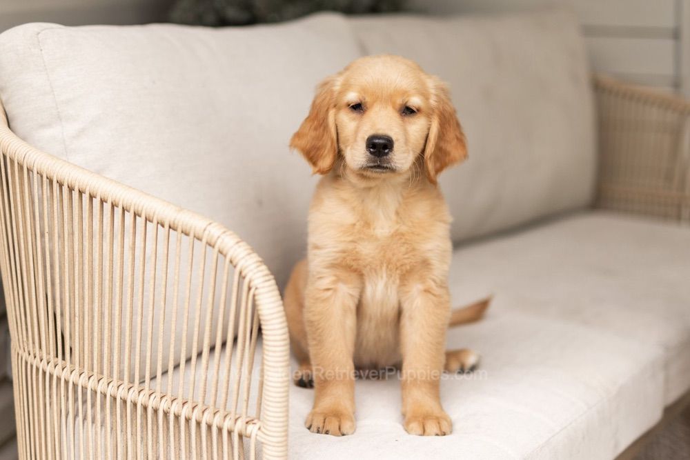 Oakley Image of Oakley, a Golden Retriever puppy