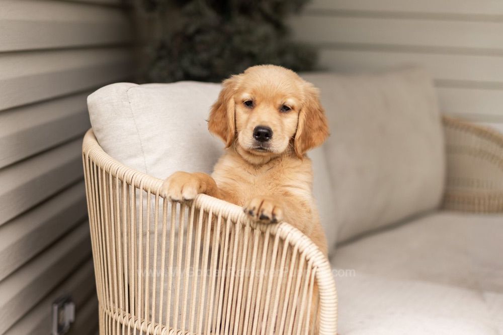Oakley Image of Oakley, a Golden Retriever puppy