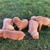 Image of Dark Golden 🤎 Sept 13, a Golden Retriever puppy