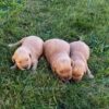 Image of Dark Golden 🤎 Sept 13, a Golden Retriever puppy