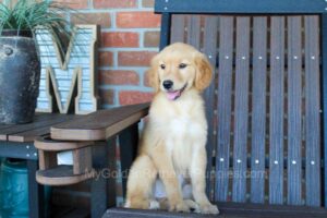 Image of Reba, a Golden Retriever puppy
