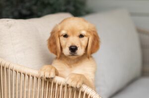 Image of Violet, a Golden Retriever puppy