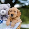 Image of Asher, a Golden Retriever puppy