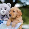 Image of Asher, a Golden Retriever puppy