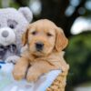 Image of Asher, a Golden Retriever puppy