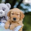 Image of Asher, a Golden Retriever puppy