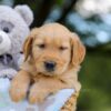 Image of Asher, a Golden Retriever puppy