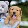 Image of Asher, a Golden Retriever puppy