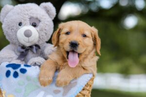 Image of Asher, a Golden Retriever puppy