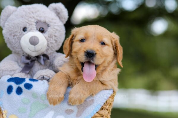 Image of Asher, a Golden Retriever puppy