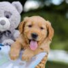 Image of Asher, a Golden Retriever puppy
