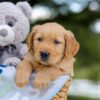 Image of Asher, a Golden Retriever puppy