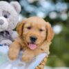 Image of Asher, a Golden Retriever puppy