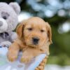 Image of Asher, a Golden Retriever puppy