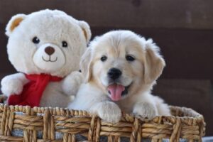 Image of Aspen, a Golden Retriever puppy