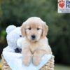 Image of Bailey, a Golden Retriever puppy