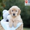Image of Bailey, a Golden Retriever puppy