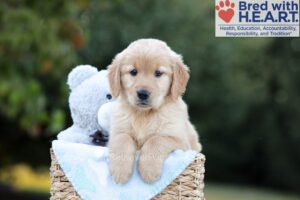 Image of Bailey, a Golden Retriever puppy
