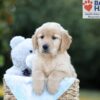 Image of Bailey, a Golden Retriever puppy